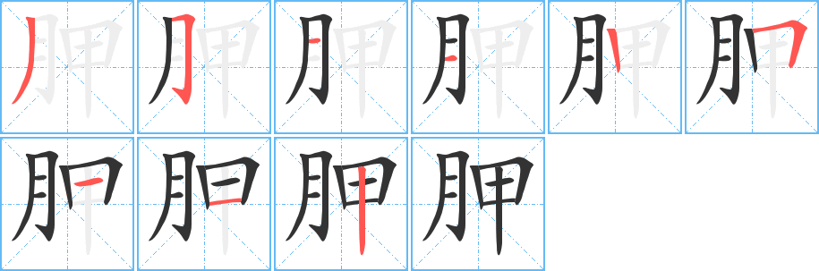 胛的笔顺分步演示