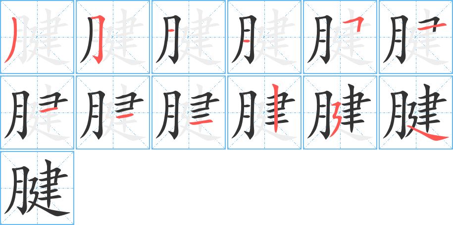 腱的笔顺分步演示